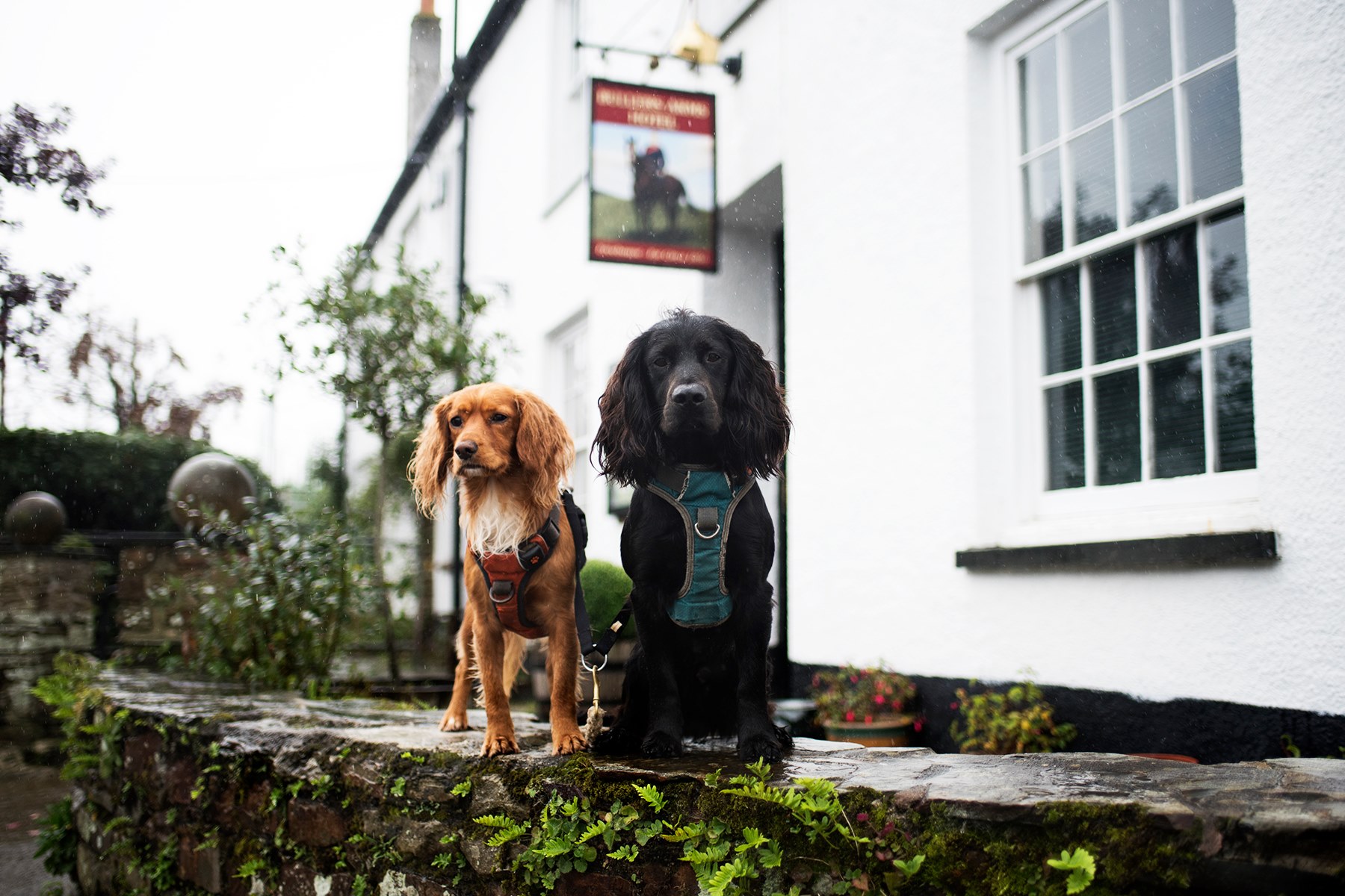 Dog Friendly Attractions Cornwall
