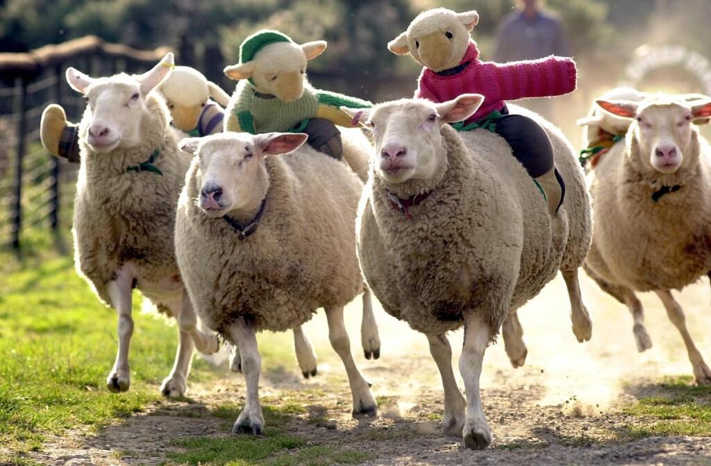 sheep-racing Easter Events near Bude